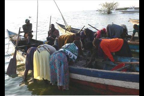Lake Victoria: Women-fishmongers scrambling for omena fish